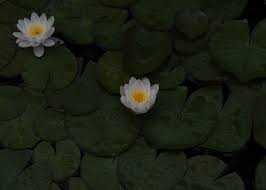 Water Lilies Alter Botanischer Garten Zurich 2015