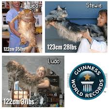 Check spelling or type a new query. These Adorable Photos Of The World S Biggest House Cat Reveal How Lovable He Really Is