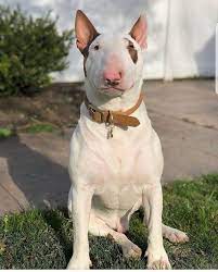 Pin On Bull Terrier Dog