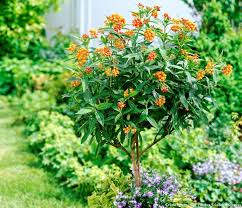 Epingle Sur Fleurs Oranges I Orange Flowers