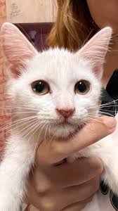 Looking for female gray cat pictures?