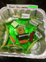 We talked about animal cells and plant cells and then made an edible animal cell model. Edible Plant Cell For My 5th Grader Used Jello Marshmallow Cookie Etc And Melon Peels For Cell Wall Edible Cell Project Edible Cell Cells Project
