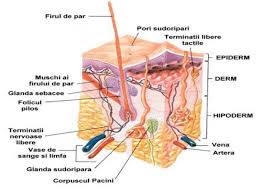 Structura Pielii Skin Anatomy Skin Facts Sweat Gland