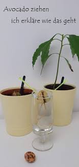 Pin Auf Lifestyle Garten Balkon Pflanzen