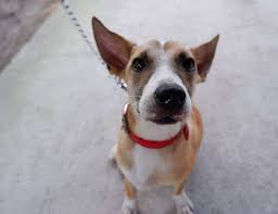 Chewy pharmacy is that simple! Aspin Breed Guide Note Worthy Aspin Dogs Dog Sploot