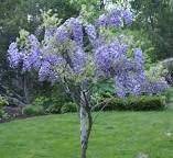 Wisteria Wisteria Plant Wisteria Tree Trees To Plant