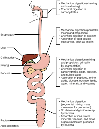The small intestine absorbs most of the nutrients in your food, and your circulatory system passes them on to other parts of your body to store or use. Digestive System Processes Boundless Biology