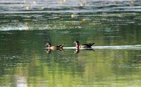 By the duck pond duck house duck house plans duck pond both urban and wild populations readily nest in artificial nesting structures.mallard… its success at creating a safe haven for nesting birds led to its recommendation by both the minnesota waterfowl association and the wood duck. Blane Klemek Back From The Brink Wood Ducks Are Colorful And Fun To Watch Detroit Lakes Tribune