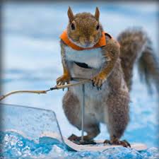 Ice Fishing Squirrel Funny Squirrel Cute Animals