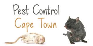We're equipped with the latest training and technology in order to offer. The 7 Best Options For Pest Control In Cape Town 2021