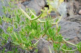 Image result for Periploca