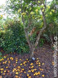 Mature trees should be fertilized at the beginning of the growing season. Averrhoa Carambola Carambola Starfruit Five Finger Balimbing Toptropicals Com