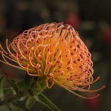 Pin On Garden