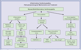 The viral pathogenesis of myocarditis associated with parvovirus b19 and hhv6 is at present poorly understood and a subject of intensive research.10, 30 recently, parvovirus b19 replication intermediates were found in human acute myocarditis with high viral load but not in dcm; Figure 4 From Myocarditis And Inflammatory Cardiomyopathy From Diagnosis To Treatment Semantic Scholar