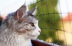 Gerade katzen, die bereits lange als freigänger gehalten wurden, tun sich mit dem umstieg in eine reine wohnungshaltung schwer. Vom Freiganger Zur Wohnungskatze Tipps Fur Die Umstellung Agila