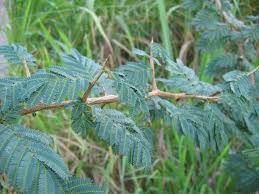 Image result for Dichrostachys