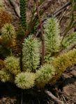 Image result for Elephantorrhiza suffruticosa