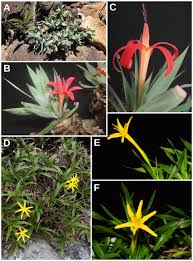 Image result for Velloziaceae