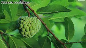 Image result for Annonaceae
