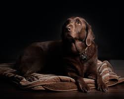 From babs to buzz, here's 500 dog names that start with the letter b. 100 Best Dog Names That Start With B By Kidadl