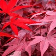 Check spelling or type a new query. Acer Palmatum Emperor 1 Amoenum Group Emperor1 Japanese Maple Red Emperor Wolff Care Plant Varieties Pruning Advice