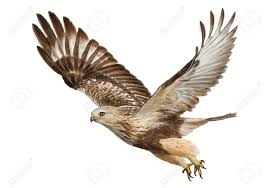 Hawk Flying Hand Zeichnen Und Malen Farbe Auf Weissem Hintergrund Vektor Illustration Lizenzfrei Nutzbare Vektorgrafiken Clip Arts Illustrationen Image 74626525
