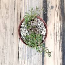 Image result for Aeollanthus subacaulis