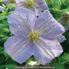 Image result for Emilia violacea