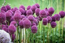 Allium, also called ornamental onion, is one of the most interesting blooms in the spring and summer garden. How To Grow Drumstick Alliums Gardener S Path