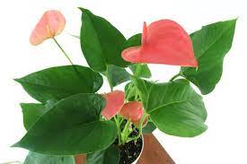Pink Flamingo Lily Air Purifying Houseplant Anthurium Easy Etsy Plants Live Plants Air Purifying House Plants