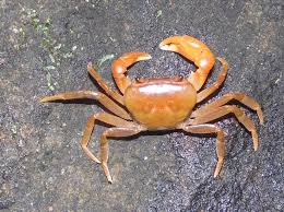 Image result for Euploca katangensis