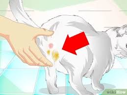 Ada banyak cara yang bisa kita lakukan, mulai dari cara yang alami sampai menggunakan benda/alat tertentu. 3 Cara Untuk Membersihkan Bulu Kucing Wikihow