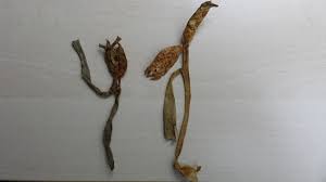 Kontrolliert bitte also euer heu regelmässig. Die Giftige Herbstzeitlose Im Heu Ernahrung Gesundheit Kaninchen News Pflege Unkategorisiert Verhalten