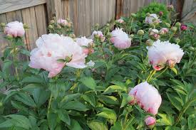 Here at allisonville nursery we are finally seeing signs of spring! Allisonville Garden Home Home Facebook