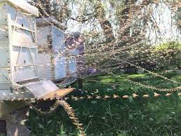 Time Lapse Photo Of Bees Time Lapse Photo Bee Hive Bee Keeping
