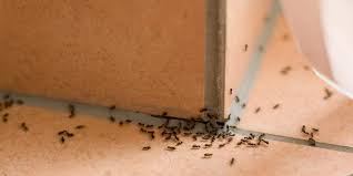 Bradenton, fl 34205, usa adresse. Ant Control Clearwater Largo St Petersburg Ant Treatment Tampa Bay