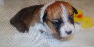 However, free pembroke welsh corgi dogs and puppies are a rarity as rescues usually charge a small adoption. Pembroke Welsh Corgi Puppy For Sale Adoption Rescue For Sale In Spring Hill Florida Classified Americanlisted Com