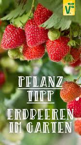 Erdbeeren Und Ihre Nachbarn Plant Happy In 2020 Erdbeeren Pflanzen Erdbeeren Garten Pflanzen