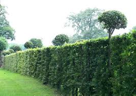 Hainbuchenhecken Schneiden Zuruckschneiden Hainbuchenhecke Buchenhecke Hecke