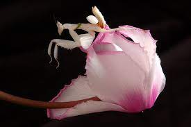 Iris Orchid Mantis Orchid Mantis Orchids Beautiful Bugs