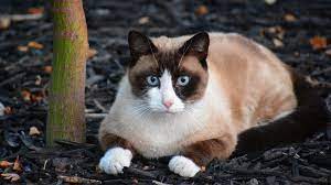 Snowshoe Cat Full Profile History And Care