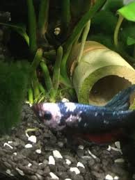 Herr müller bleibt vor dem haus stehen. Betta With Lose Of Activity Level And Molly Fry With Not Ich Aquariacentral Com