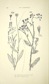 Image result for Nidorella aegyptiaca