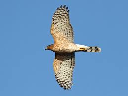The cooper's have a rounded looking tail when relaxed because the outer tail feathers are visibly shorter than the inner ones. Cooper S Hawk Ebird