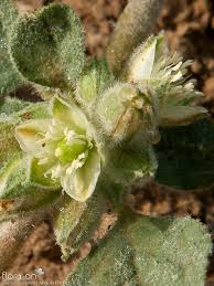 Image result for Glinus lotoides