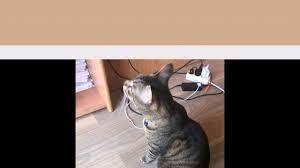 izmir kedi otel cats horses animals