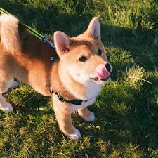 Most people get into the crypto world as an investment. Is Dogecoin A Good Investment The Street Crypto Bitcoin And Cryptocurrency News Advice Analysis And More