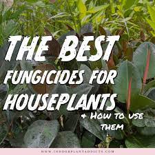 Garden décor, garden tools, insect & pest control, lawn mowers The 3 Best Fungicides For Houseplants How To Use Them Ipa
