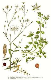 Image result for Stellaria sennii