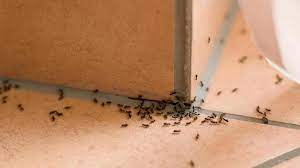You do not know they are present. Is Carpenter Ant Damage Covered By Homeowners Insurance